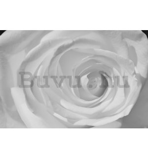 Fotótapéta: Fehér rózsa (részlet) - 254x368 cm
