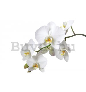 Fotótapéta: Fehér orchidea - 184x254 cm