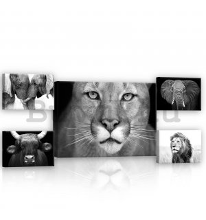 Vászonkép: Fekete-fehér oroszlán - készlet 1 db 70x50 cm és 4 db 32,4x22,8 cm