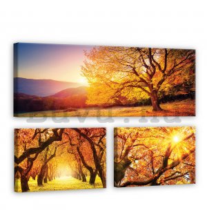 Vászonkép: Őszi fák - készlet 1 db 80x30 cm és 2 db 37,5x24,8 cm