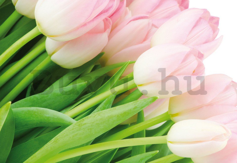 Fotótapéta: Tulipán csokor - 184x254 cm