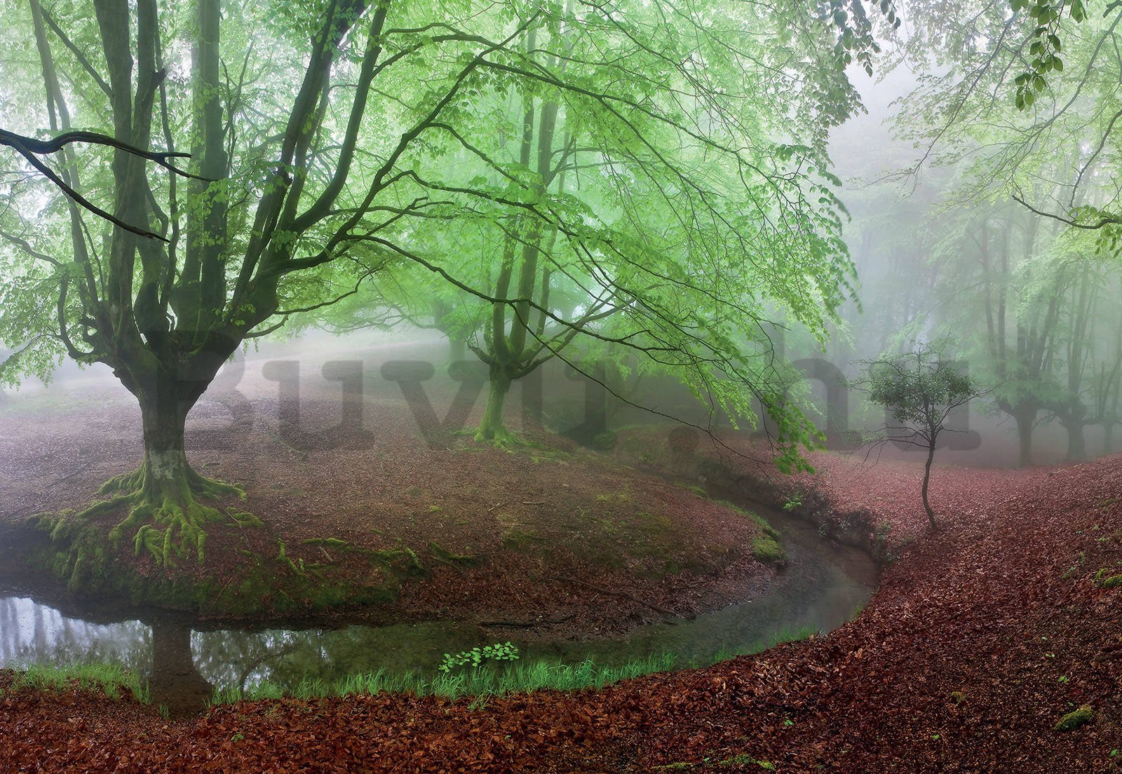 Fotótapéta: Erdő ködben (1) - 368x254cm