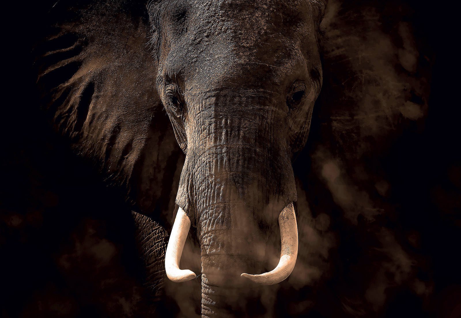 Fotótapéta: Elefánt - 368x254cm