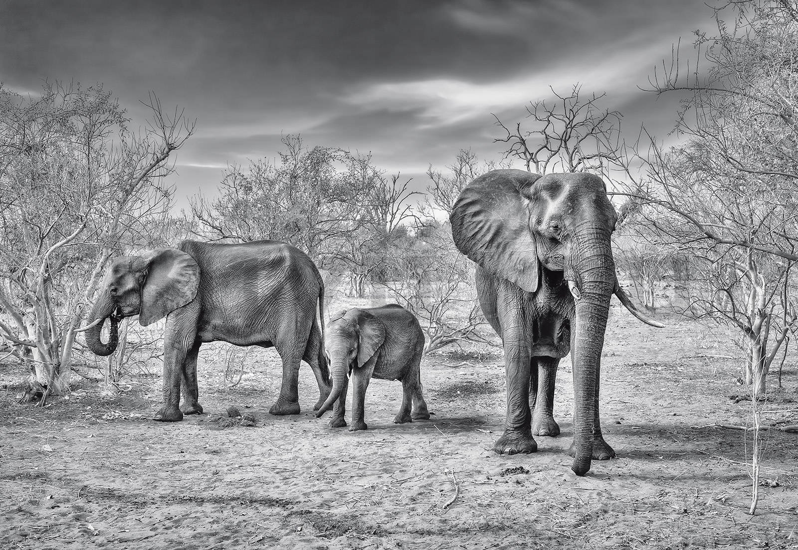 Fotótapéta: Fekete-fehér elefántok - 368x254cm