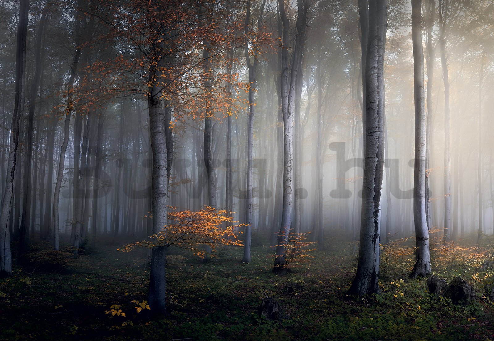 Vlies fotótapéta: Erdő ködben (2) - 368x254cm
