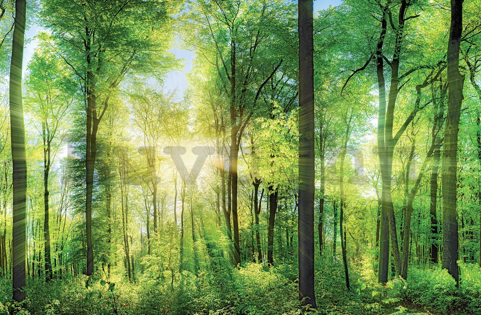 Vászonkép: Zöld erdő (1) - 116x76 cm
