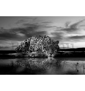 Vlies fotótapéta: Jaguár (fekete-fehér) - 254x368 cm