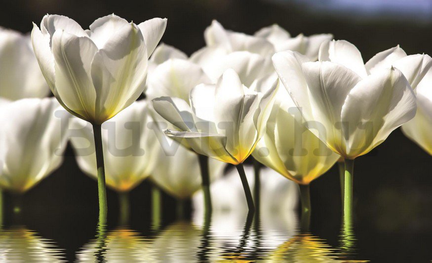 Fotótapéta: Fehér tulipánok (2) - 254x368 cm
