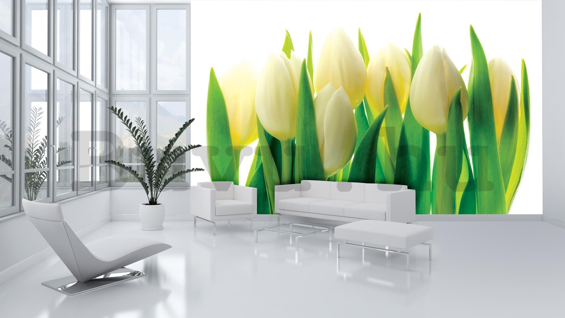 Fotótapéta: Fehér tulipánok (1) - 184x254 cm