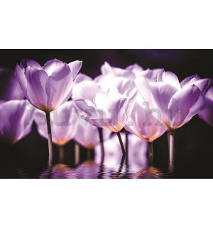Fotótapéta: Lila tulipánok (2) - 184x254 cm