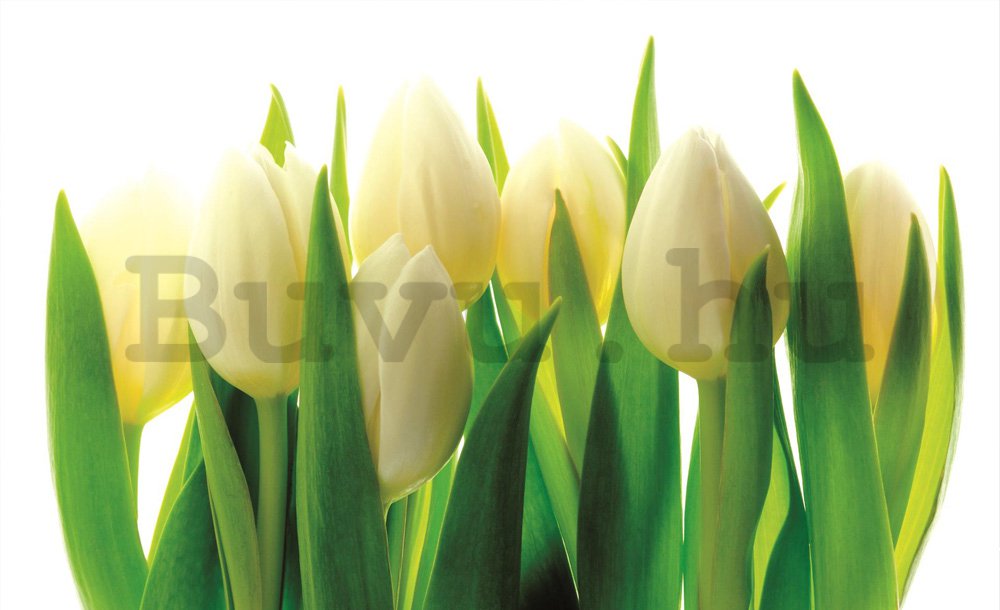 Fotótapéta: Fehér tulipánok (1) - 254x368 cm