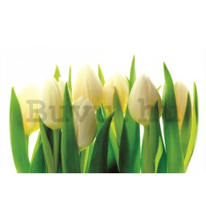 Fotótapéta: Fehér tulipánok (1) - 254x368 cm