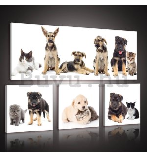 Vászonkép: Kutyák (1) - készlet 1 db 80x30 cm és 3 db 25,8x24,8 cm