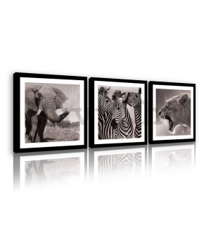 Vászonkép: Elefánt, zebrák és oroszlánok - készlet 3db 25x25cm