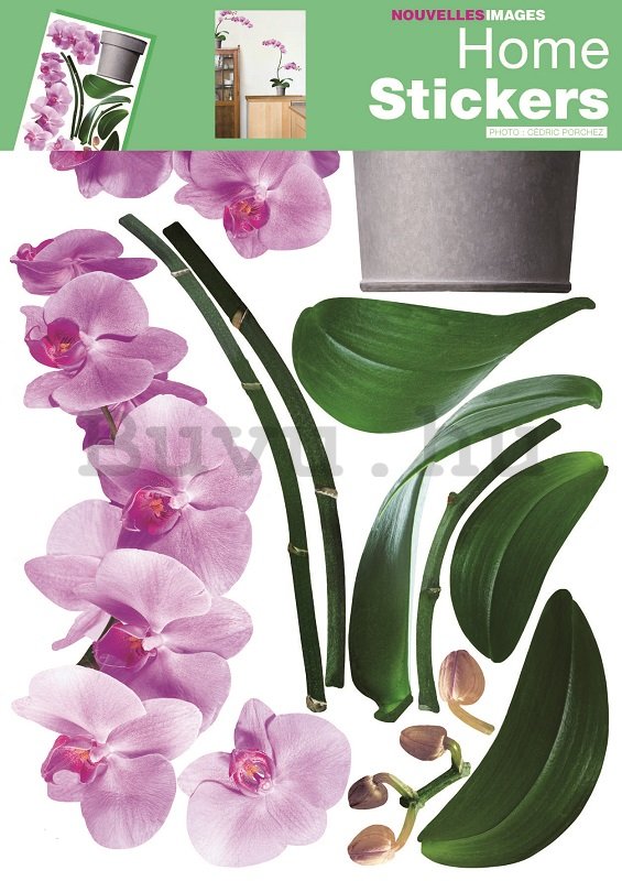 Falmatrica - Orchideák