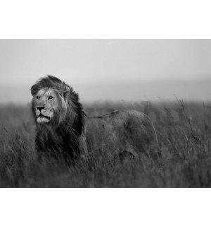 Vlies fotótapéta: Oroszlán (fekete-fehér) - 152,5x104 cm