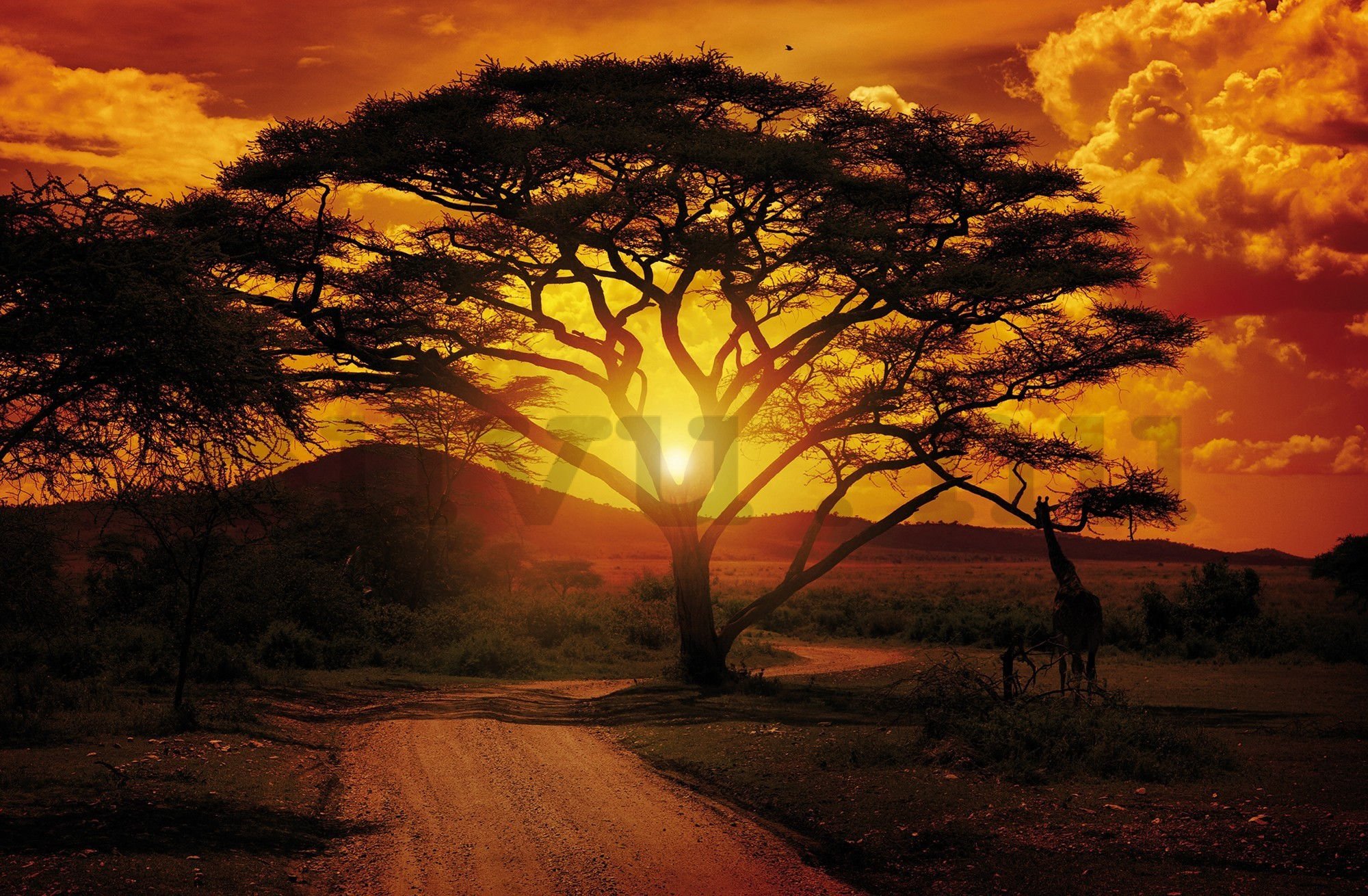 Vlies fotótapéta: Afrikai naplemente - 104x70,5cm