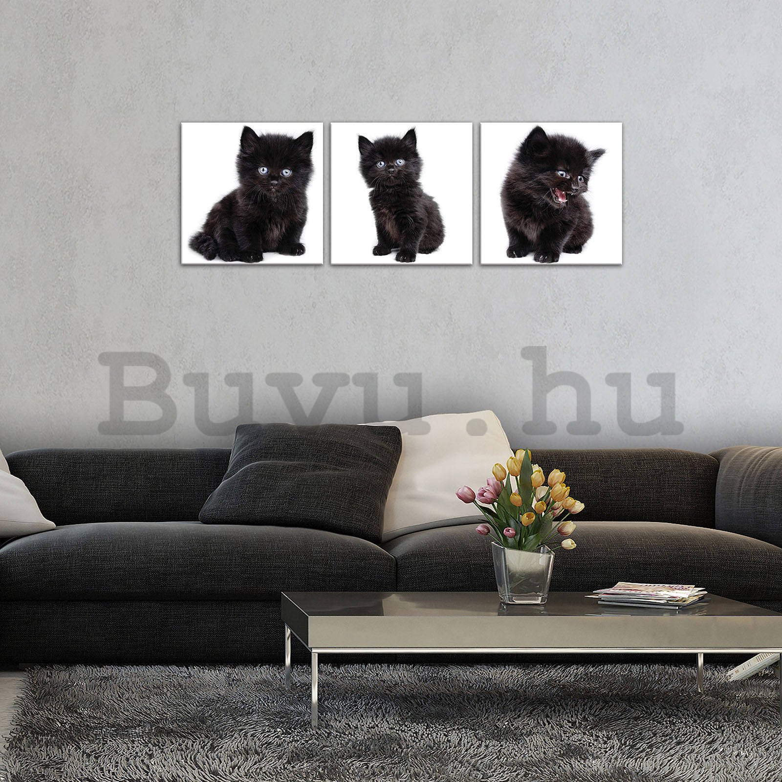 Vászonkép: Fekete cica - készlet 3db 25x25cm