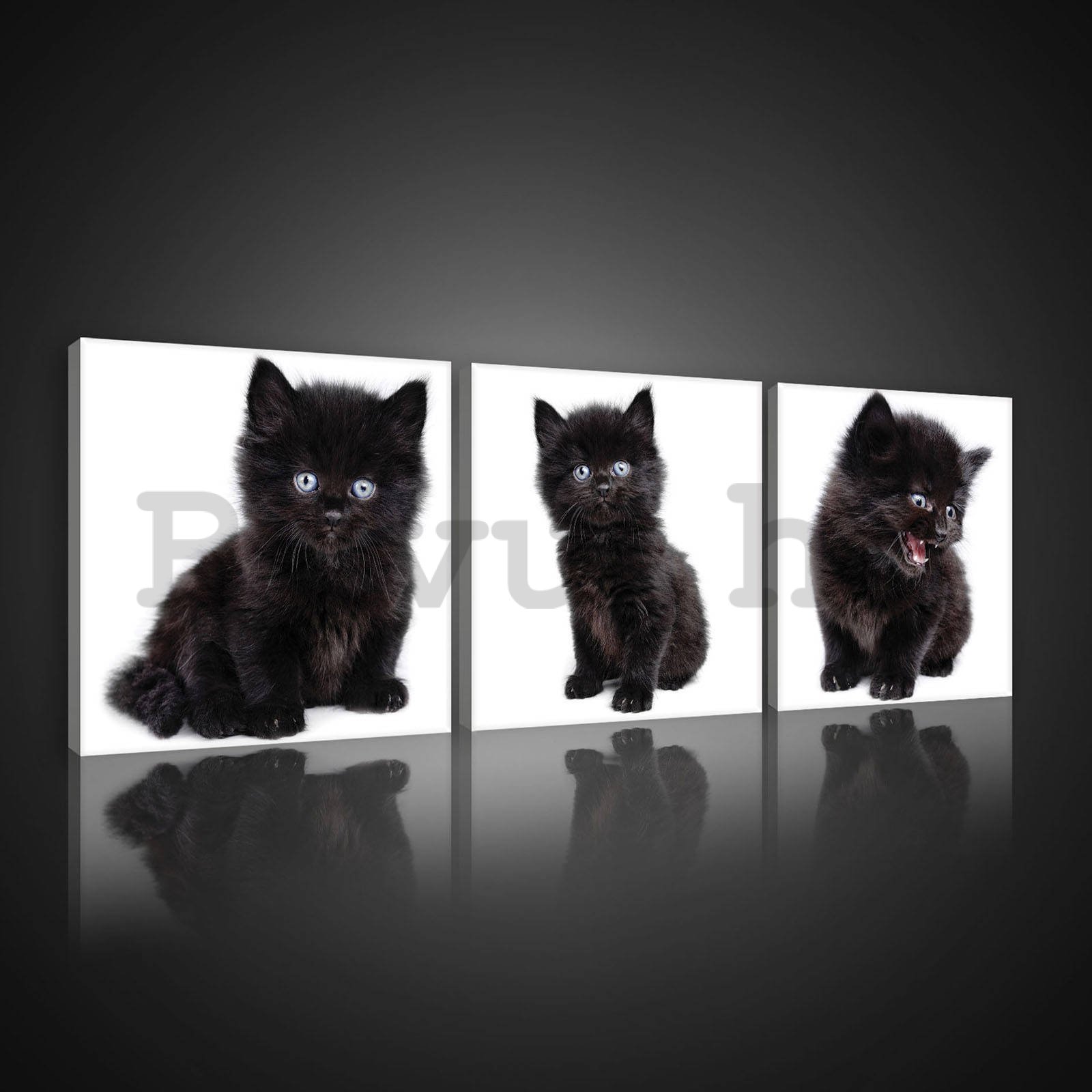 Vászonkép: Fekete cica - készlet 3db 25x25cm