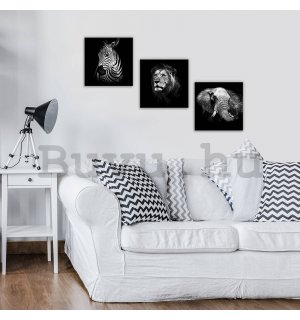 Vászonkép: Fekete-fehér állatok (1) - készlet 3db 25x25cm