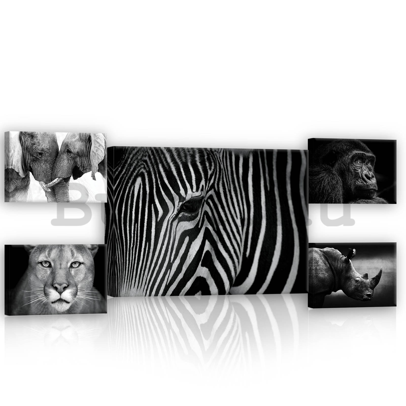 Vászonkép: Fekete-fehér állatok (2) - készlet 1 db 70x50 cm és 4 db 32,4x22,8 cm