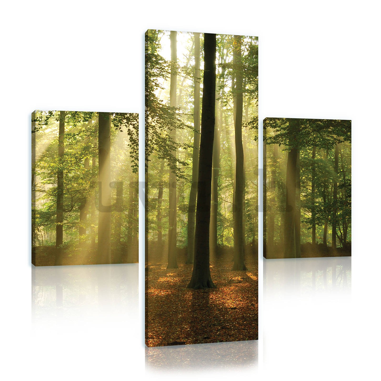 Vászonkép: Napfény az erdőben (4) - készlet 1 db 80x30 cm és 2 db 37,5x24,8 cm