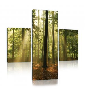 Vászonkép: Napfény az erdőben (4) - készlet 1 db 80x30 cm és 2 db 37,5x24,8 cm