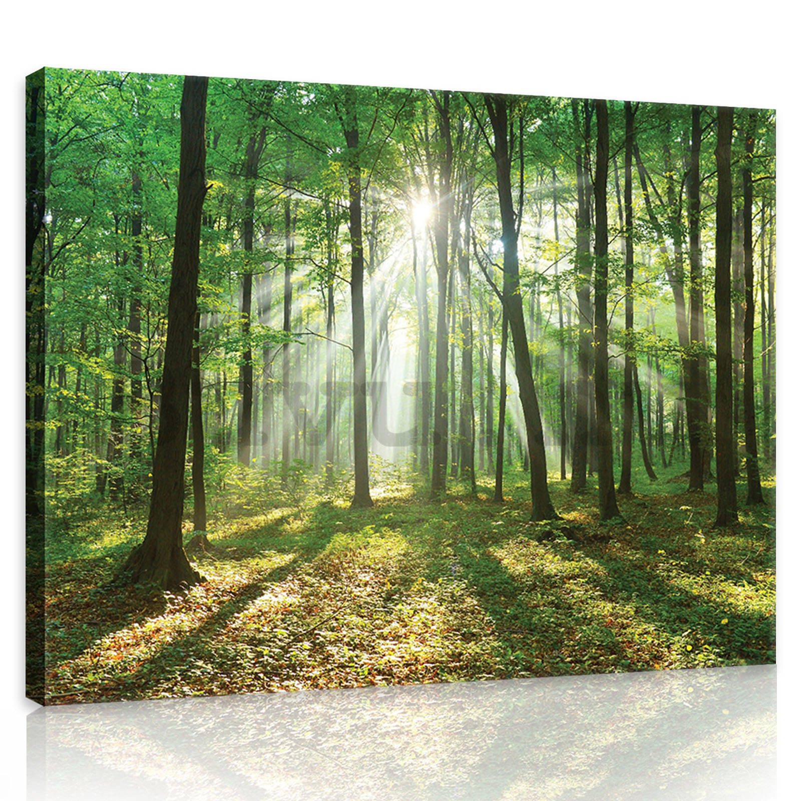 Vászonkép: Napfény az erdőben (3) - 80x60 cm