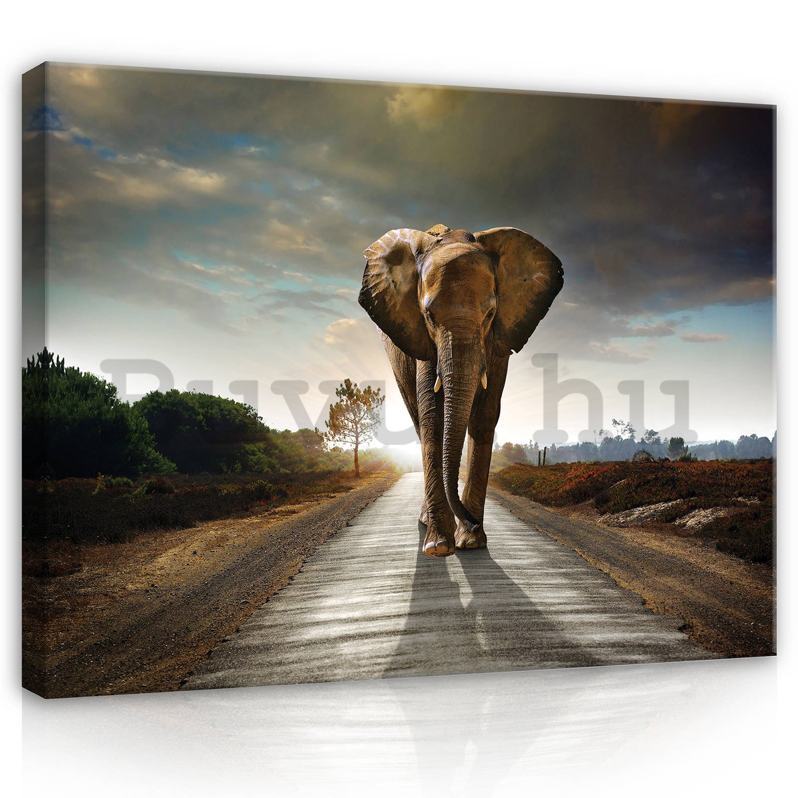 Vászonkép: Elefánt (4) - 80x60 cm