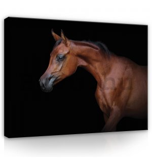 Vászonkép: Ló (3) - 80x60 cm