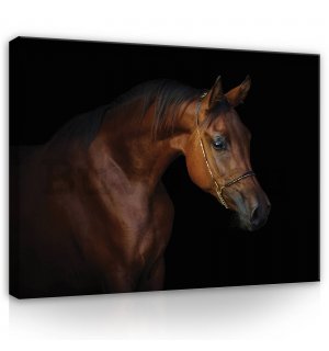 Vászonkép: Ló (4) - 80x60 cm