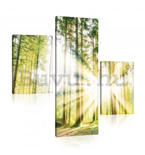 Vászonkép: Napfény az erdőben (2) - készlet 1 db 80x30 cm és 2 db 37,5x24,8 cm