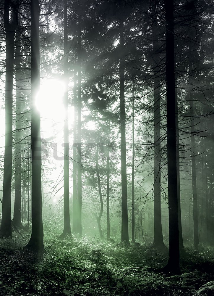 Fotótapéta: Napsugarak a zöld erdőben - 184x254 cm