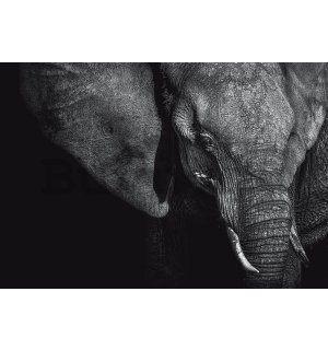 Vlies fotótapéta: Fekete-fehér elefánt (1) - 254x368 cm