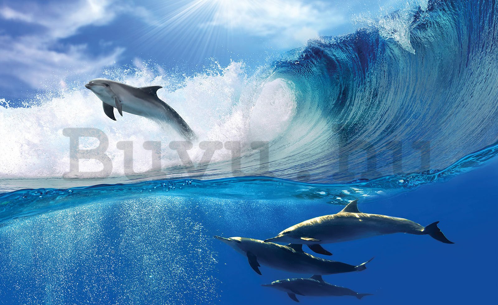 Vlies fotótapéta: Delfinek - 416x254 cm