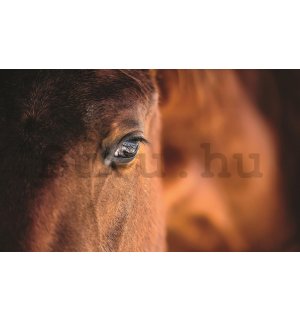 Fotótapéta: Ló (2) - 368x254 cm