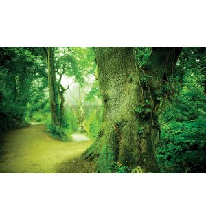 Vlies fotótapéta: Varázslatos erdő - 208x146 cm