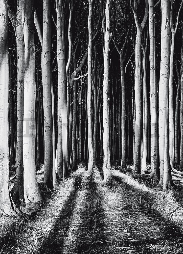 Fotótapéta: Kísértetjárta erdő - 184x254 cm