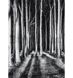 Fotótapéta: Kísértetjárta erdő - 184x254 cm
