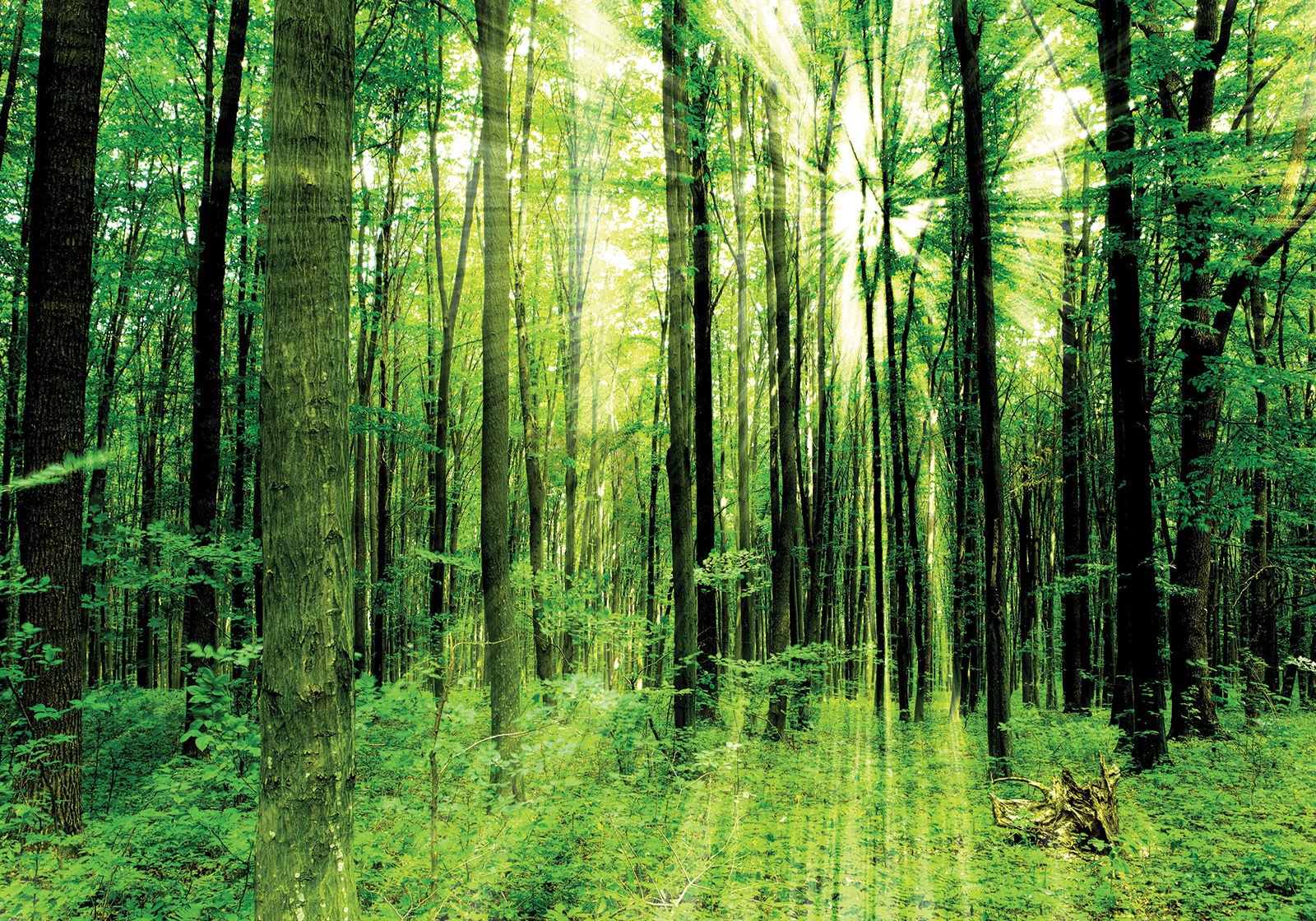 Vlies fotótapéta: Zöld erdő - 400x280 cm