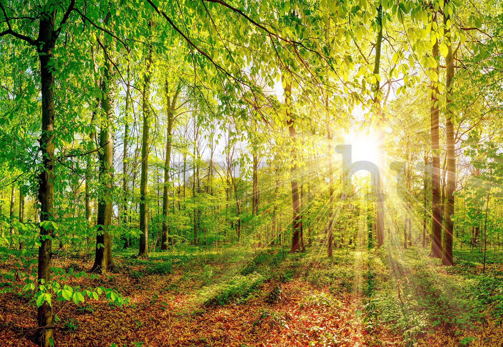 Vlies fotótapéta: Nap az erdőben - 368x254 cm