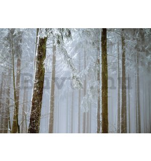 Vlies fotótapéta: Hóval borított tűlevelű erdő - 254x184 cm