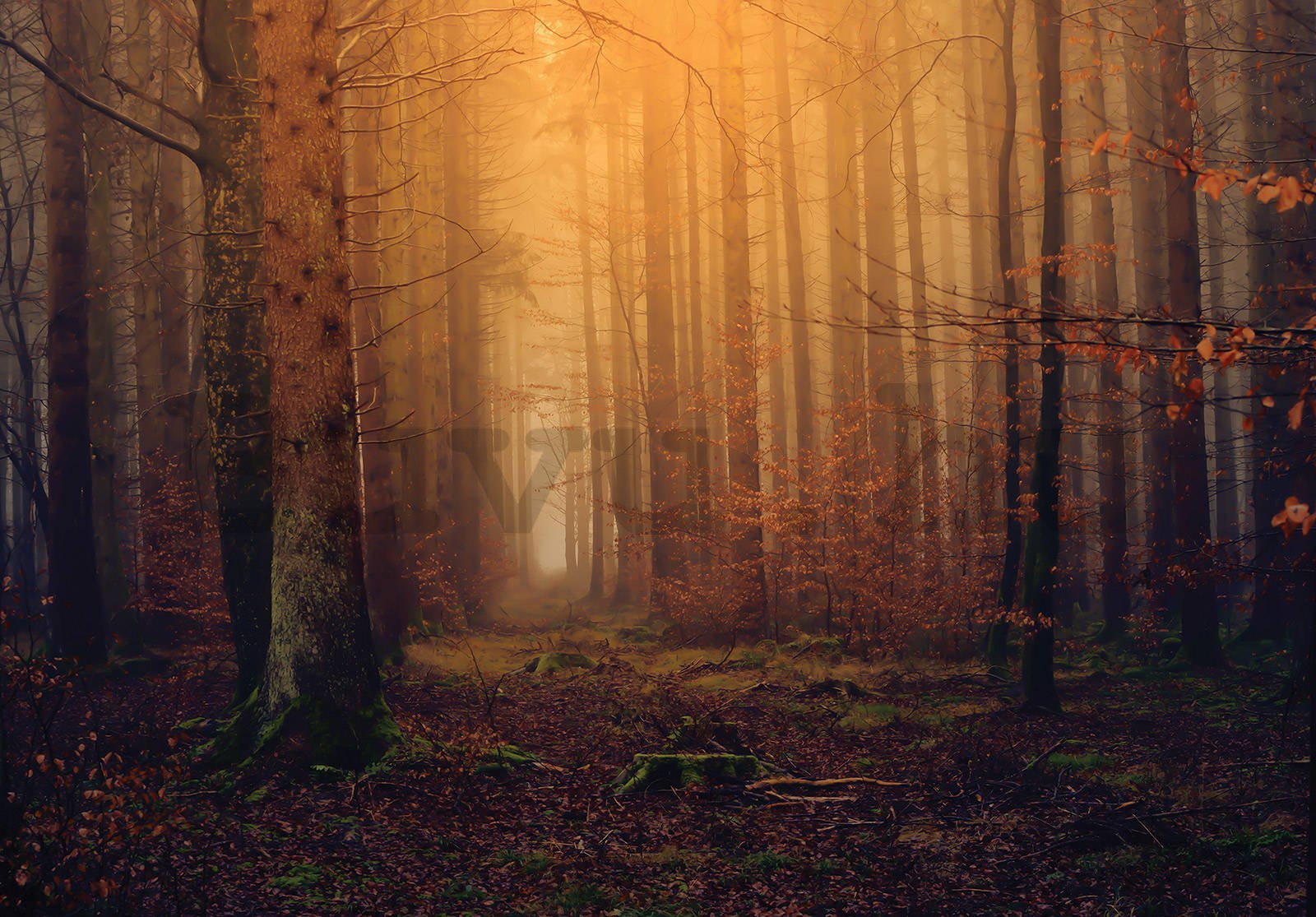 Vlies fotótapéta: Őszi ködös erdő - 104x70,5 cm