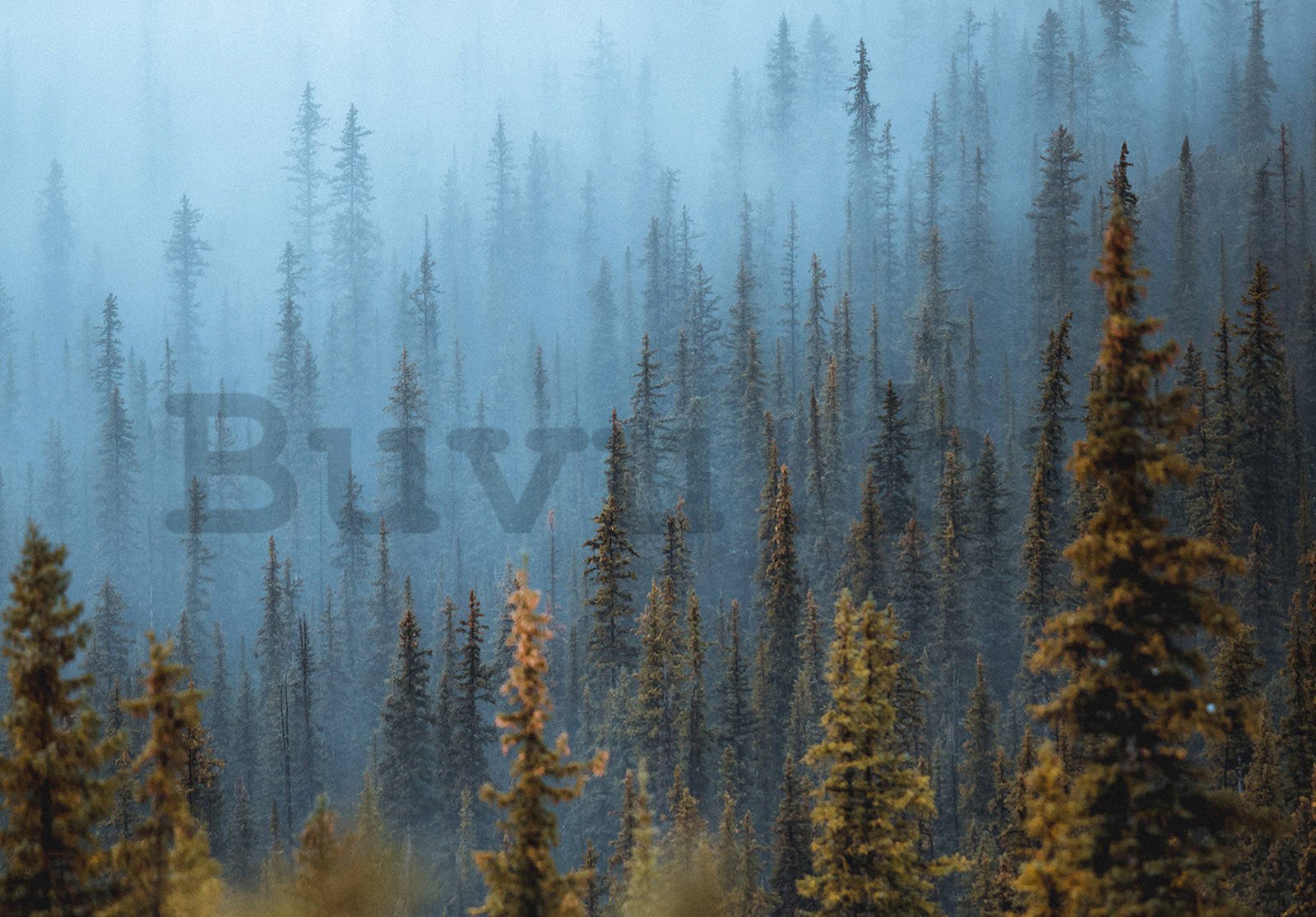 Vlies fotótapéta: Fenyőerdő (1) - 254x184 cm