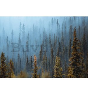 Vlies fotótapéta: Fenyőerdő (1) - 254x184 cm