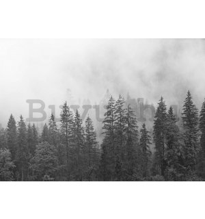 Vlies fotótapéta: Köd a fekete-fehér erdő felett - 254x184 cm