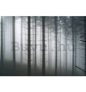 Vlies fotótapéta: Kísérteties erdő (1) - 368x254 cm