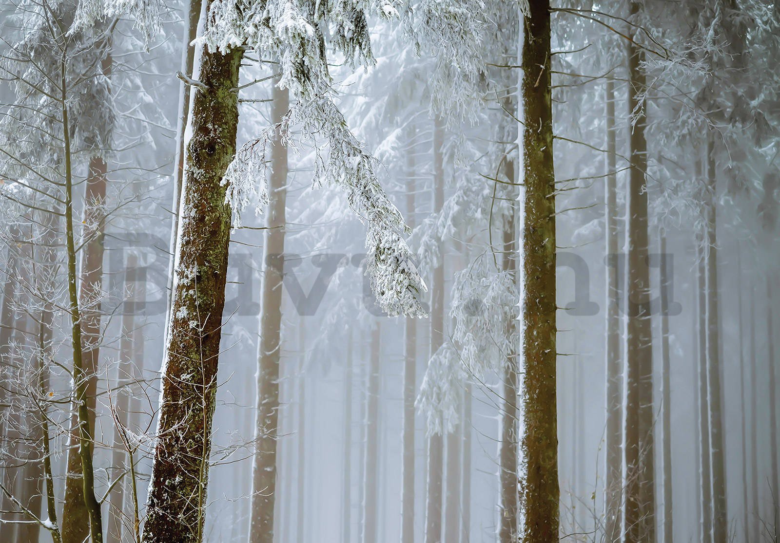 Vlies fotótapéta: Hóval borított tűlevelű erdő - 368x254 cm