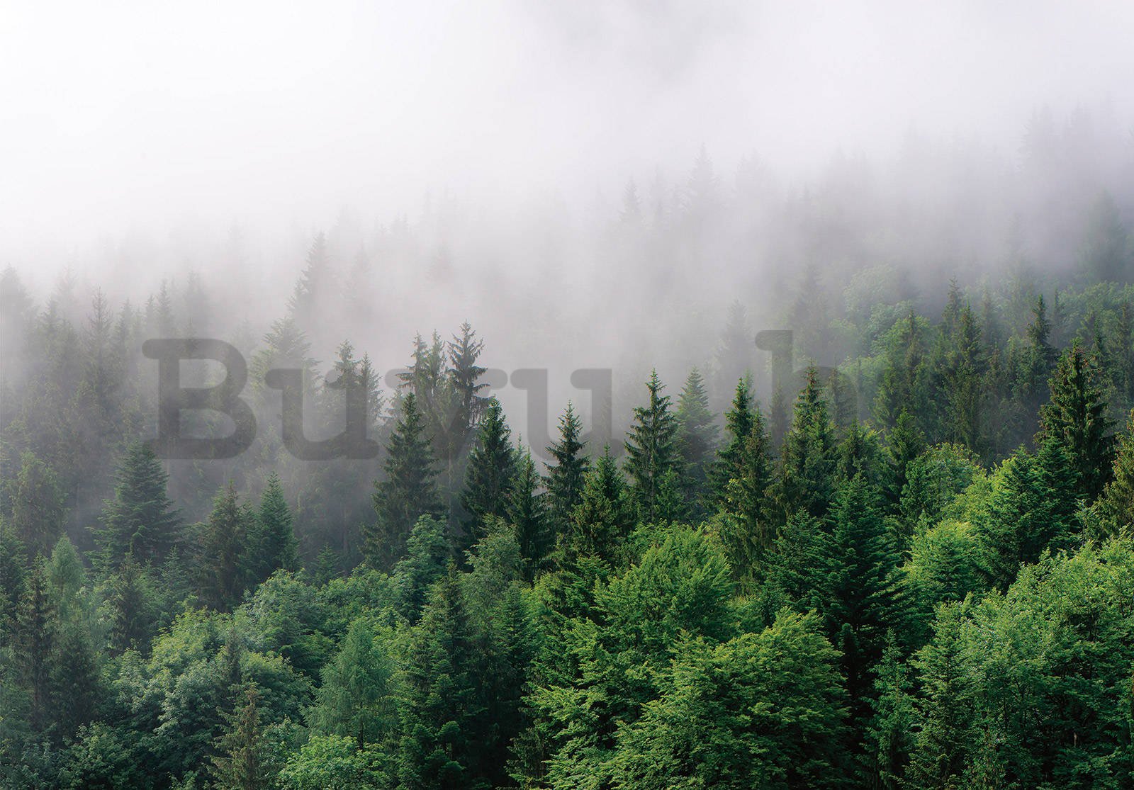 Vlies fotótapéta: Köd az erdő felett (2) - 104x70,5 cm