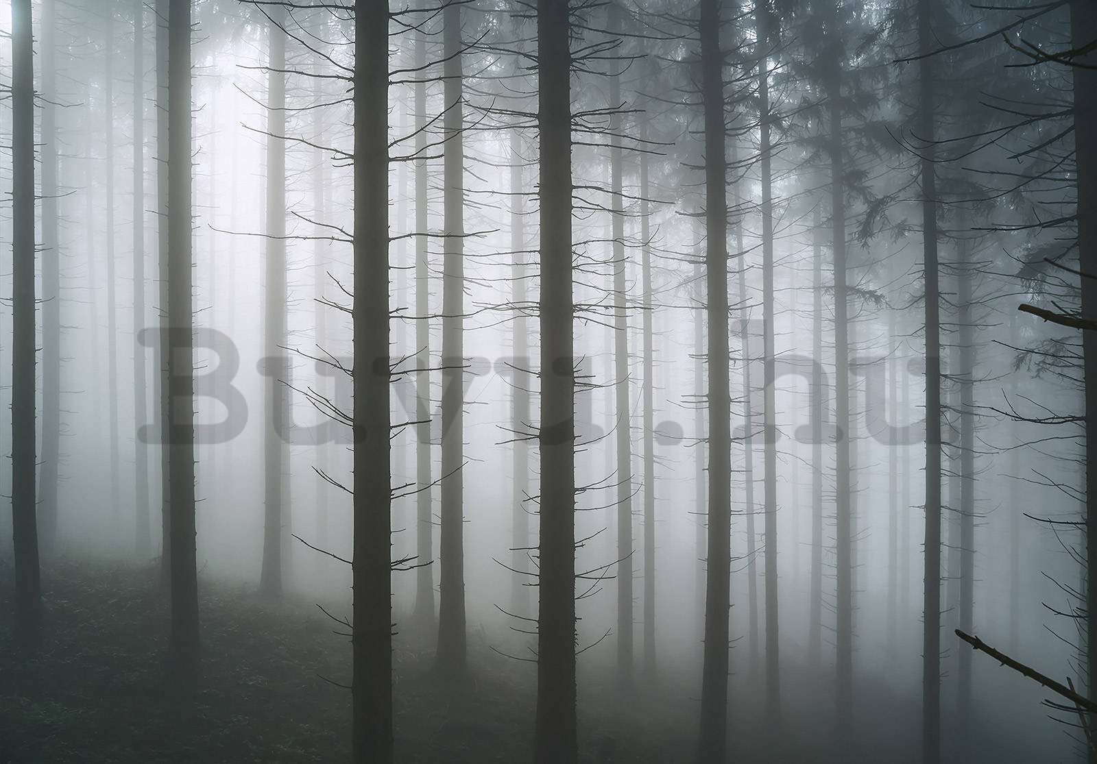 Vlies fotótapéta: Kísérteties erdő (1) - 104x70,5 cm